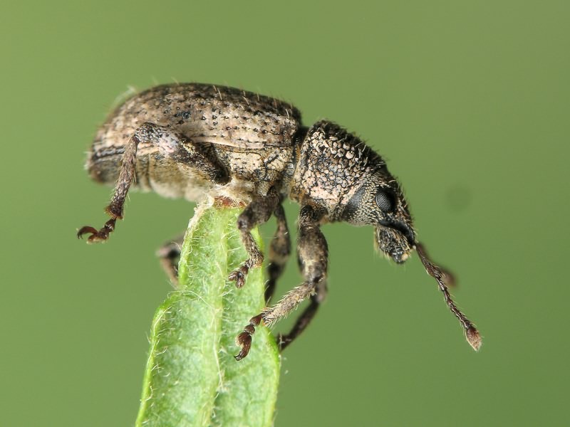 Mesagroicus pilifer Boh. in Schoenh., 1833